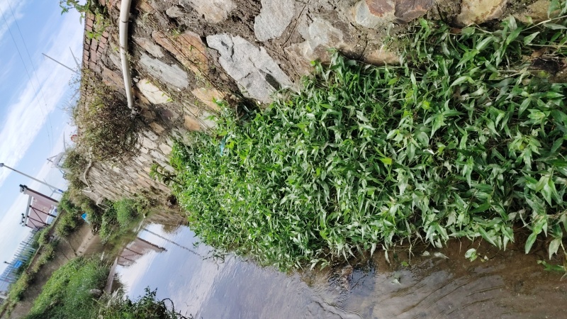 鸭跖草福建基地直供质量保证货源充足价格美丽欢迎订购