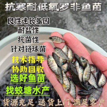 罗非鱼苗精养高产抗病力强后期适合脆肉罗非售后跟踪