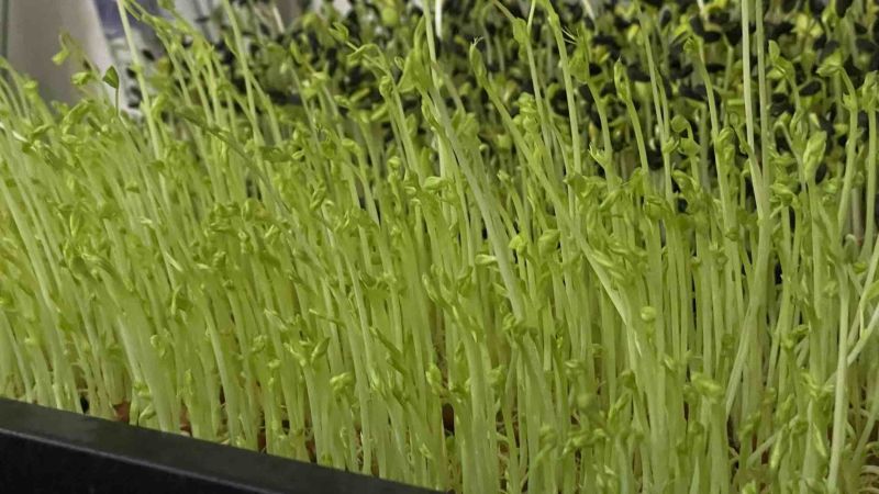 豌豆芽一手货源大量供货一件代发批发欢迎电联