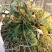 霍山石斛仿野生种植