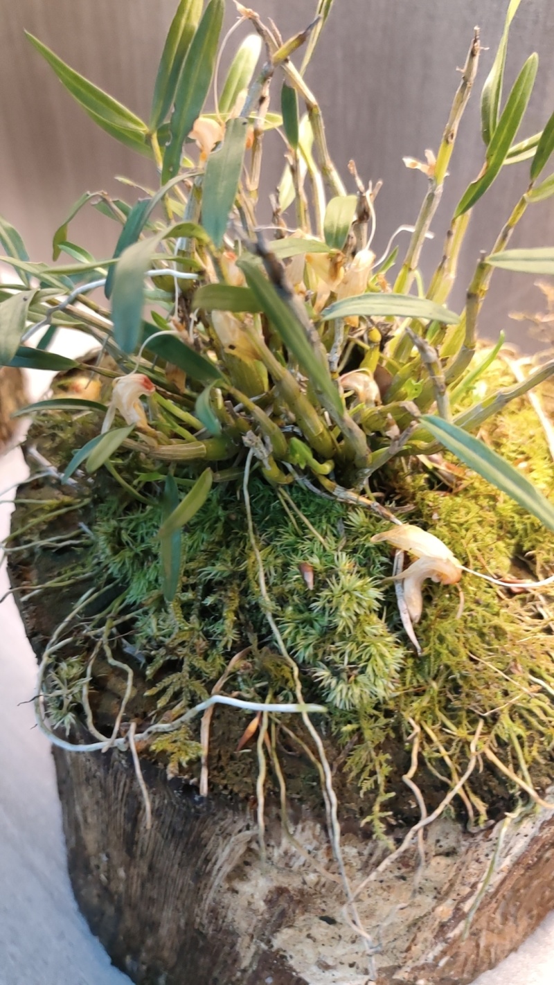 霍山石斛仿野生种植