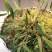 霍山石斛仿野生种植