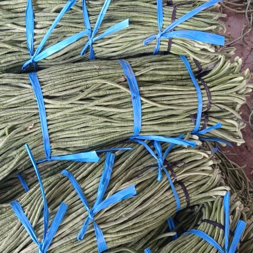 万亩长豆角基地大量上市，产地直发一手货源