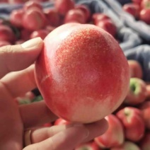 🍑蜜桃成熟季，大量现货供应，产地直销，