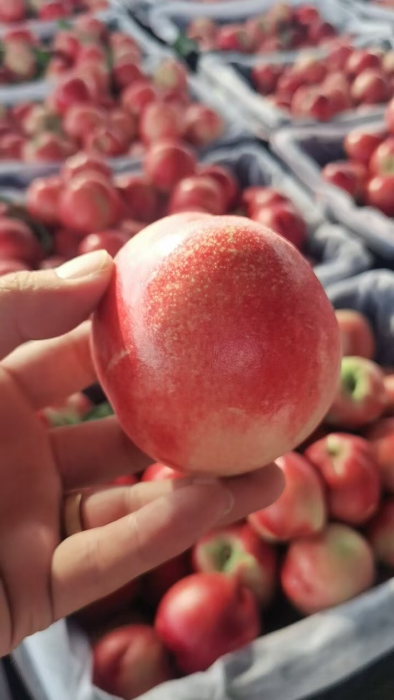 🍑蜜桃成熟季，大量现货供应，产地直销，