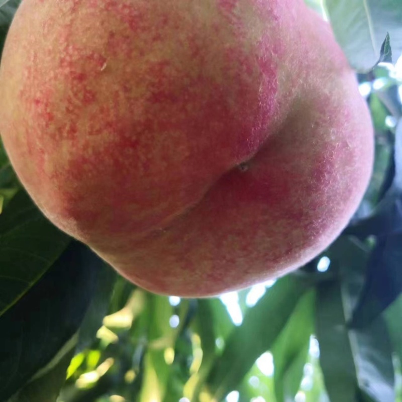 🍑蜜桃成熟季，大量现货供应，产地直销，