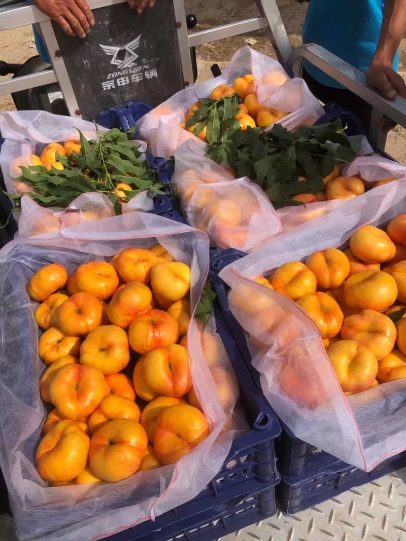 🍑蜜桃成熟季，大量现货供应，产地直销，