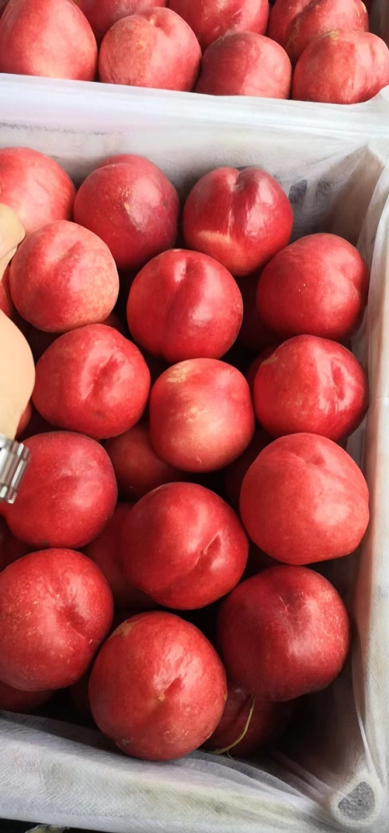 🍑蜜桃成熟季，大量现货供应，产地直销，