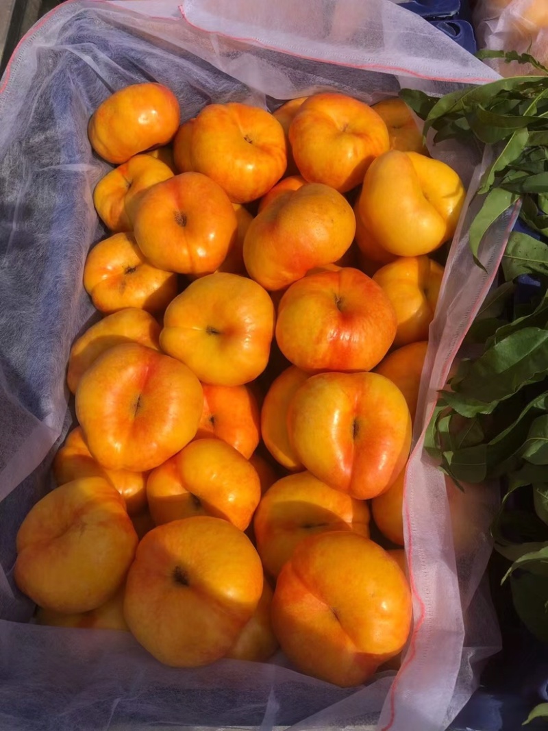 🍑蜜桃成熟季，大量现货供应，产地直销，