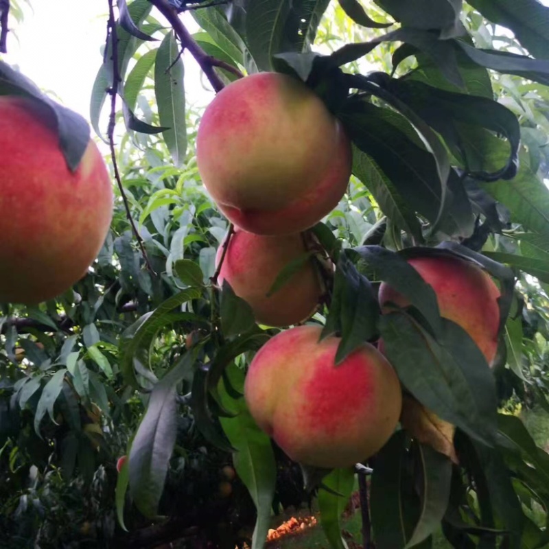 🍑蜜桃成熟季，大量现货供应，产地直销，