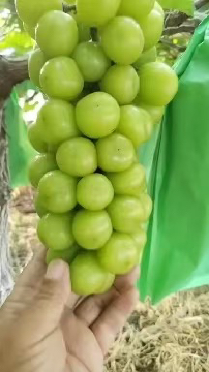 精品阳光玫瑰，大量有货，欢迎各位老板咨询采购