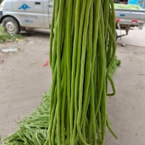 精品豆角大量上市，豆角批发，市场货电商