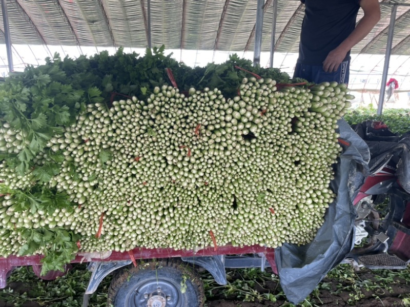 西芹金乡产区直发保质保量发货全国欢迎选购