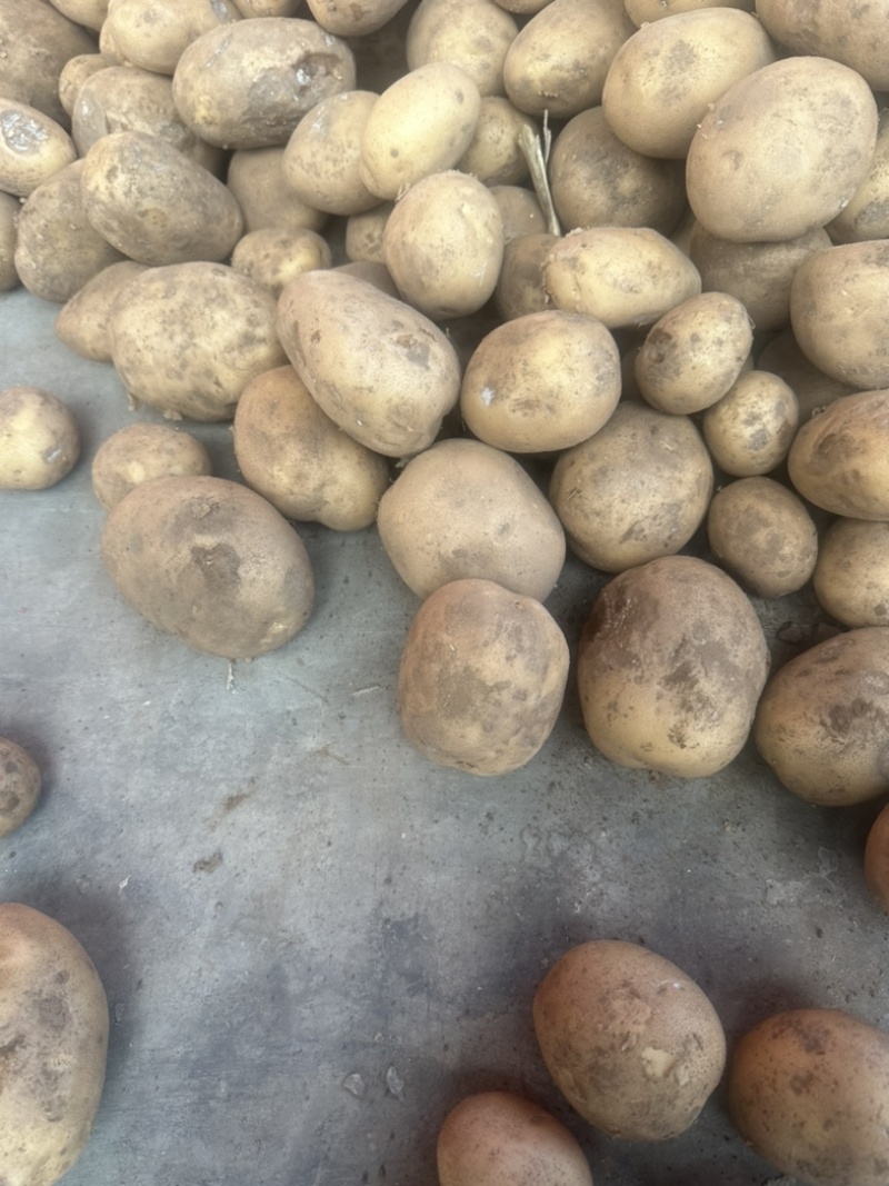 通许精品土豆】实验一号土豆个头匀称价格优惠电联优惠