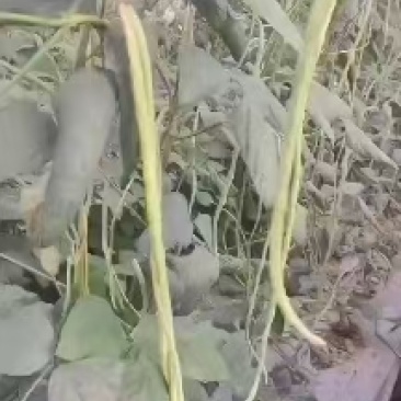 长豆角翠绿色每根60公分以上条好又嫩