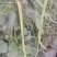 长豆角翠绿色每根60公分以上条好又嫩
