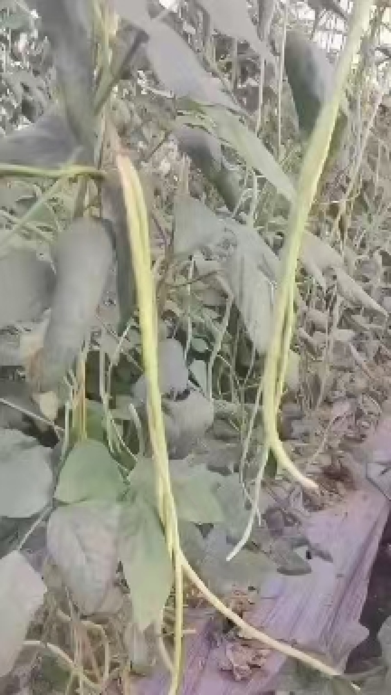 长豆角翠绿色每根60公分以上条好又嫩
