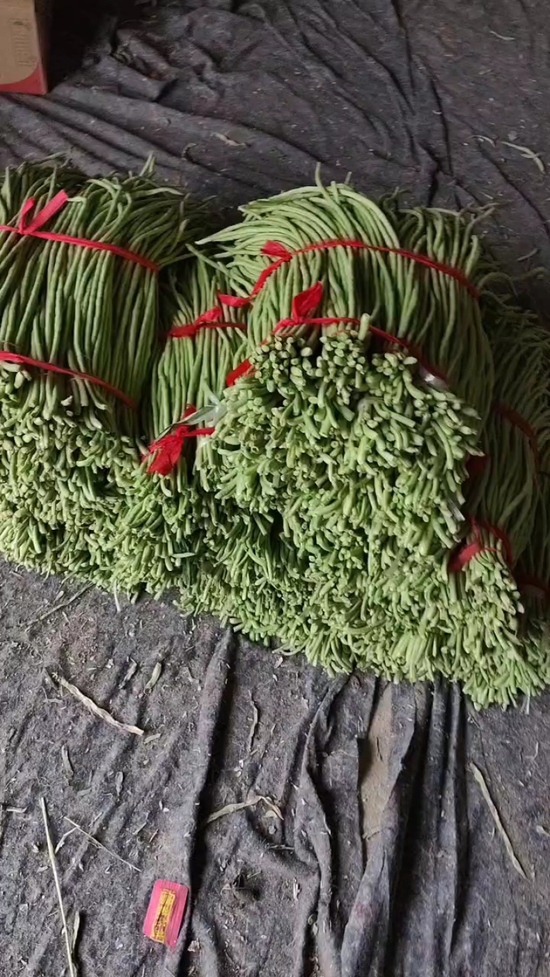 长豆角翠绿色每根60公分以上条好又嫩