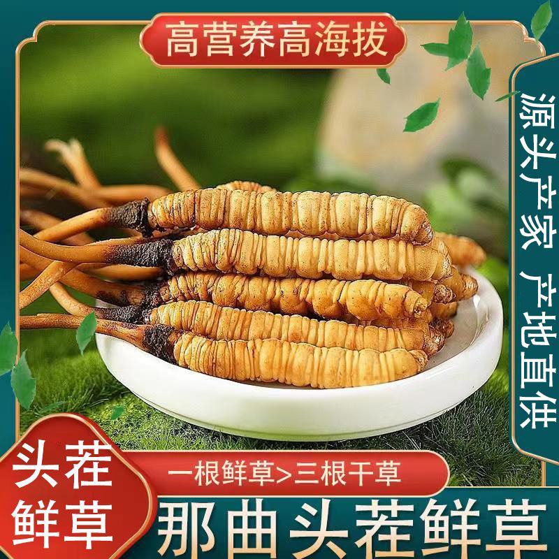 2024新鲜虫草那曲鲜冬虫夏草头期头茬虫草雪山包邮