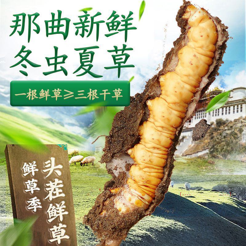 2024新鲜虫草那曲鲜冬虫夏草头期头茬虫草雪山包邮