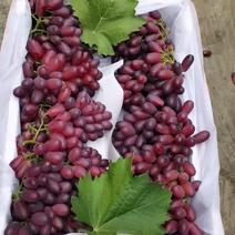 河北奥菲利亚葡萄大量上市，口感脆甜，颗粒均匀，产地直供