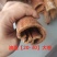 越南油桂肉桂高山紫油桂清化油桂批发广西桂皮香料中药材