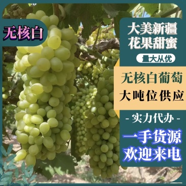 精品新疆无核白葡萄诚信经营一手货源品质保证诚信经营欢迎采购