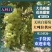 精品新疆无核白葡萄诚信经营一手货源品质保证诚信经营欢迎采购