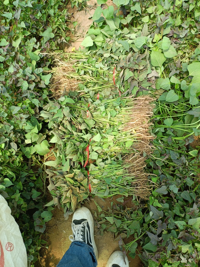 白哈密，红薯苗，地瓜苗，脱毒红薯苗，产地直发供全国渠道