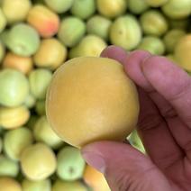 新鲜河北大甜杏大量下树，口感好，个头大，价格低，质量优.