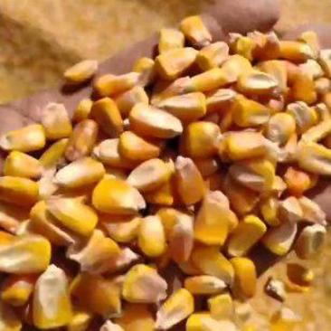 精品大颗粒玉米玉米干货容重720水份14.5全国供
