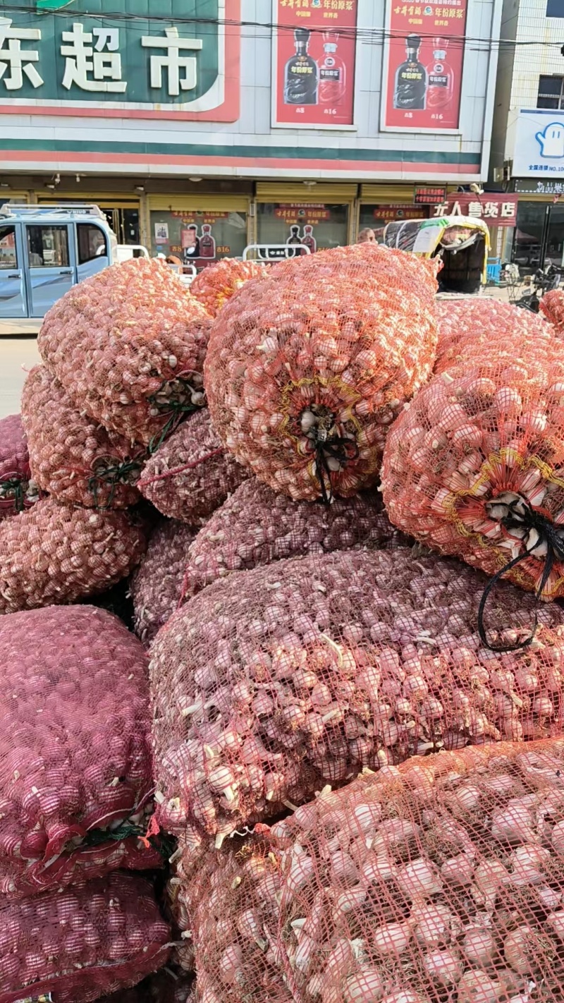大量供应苔蒜，历史以来主要是做蒜种，蒜苗，蒜黄，挤油厂