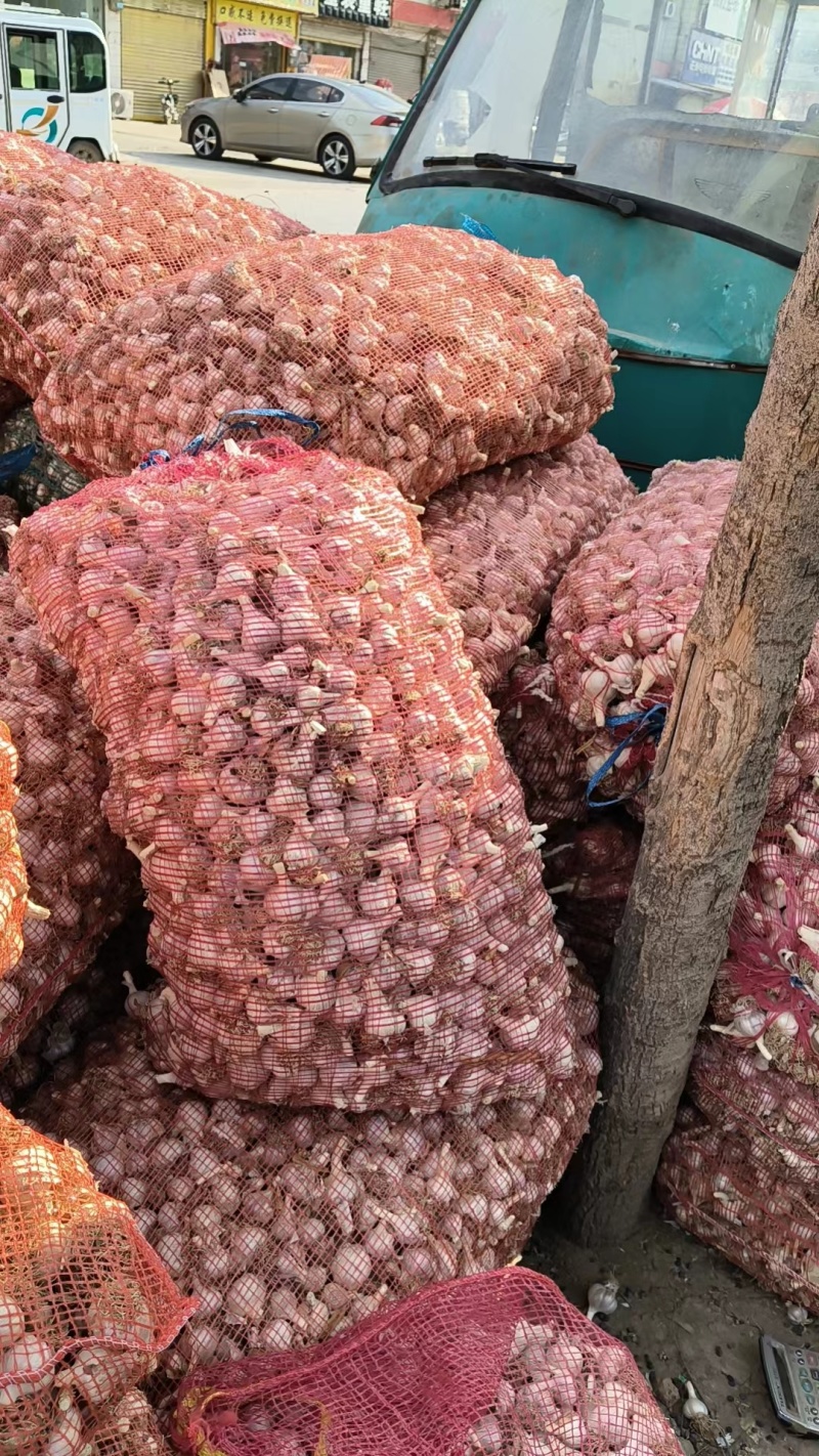 大量供应苔蒜，历史以来主要是做蒜种，蒜苗，蒜黄，挤油厂