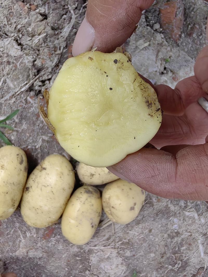 荷兰土豆黄皮黄心