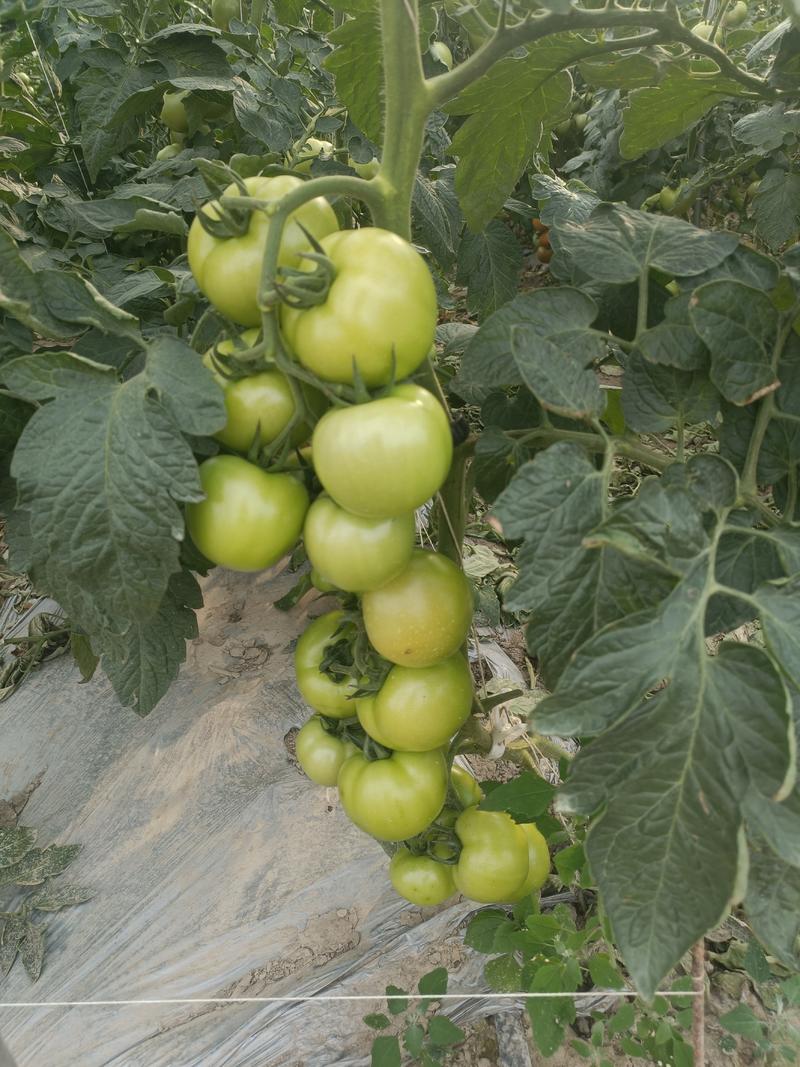 基地石头番茄，货源质量保证，寻找稳定客源