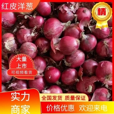 河南二红洋葱，红皮洋葱河南优质洋葱大量供应，专业商超对接