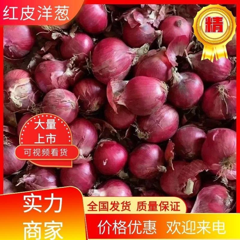 河南二红洋葱，红皮洋葱河南优质洋葱大量供应，专业商超对接