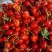 预售露天精品萨米脱