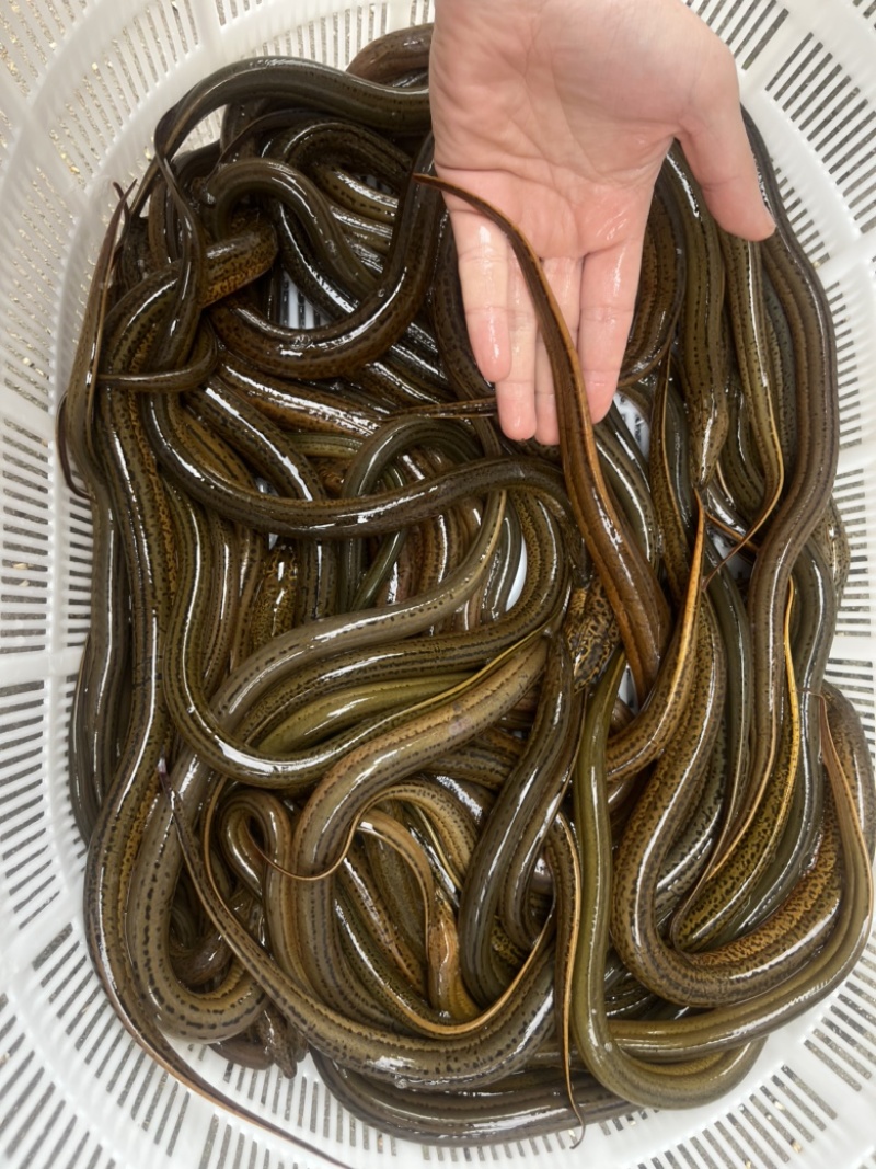 土黄鳝