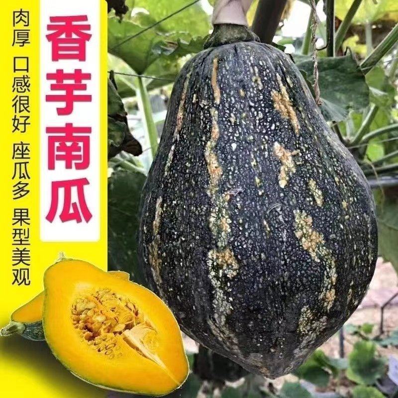香芋南瓜大量现货质量保证对接商超
