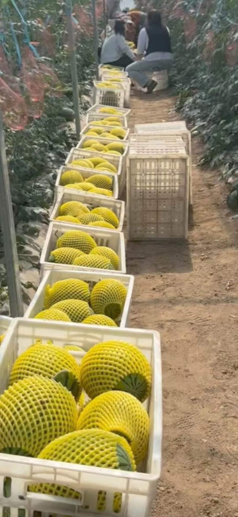 【精品】陕西渭南甜王西瓜大量上市品质保障量大从优诚信经营