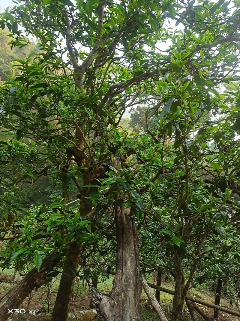 云南双江勐库大雪山古树普洱茶