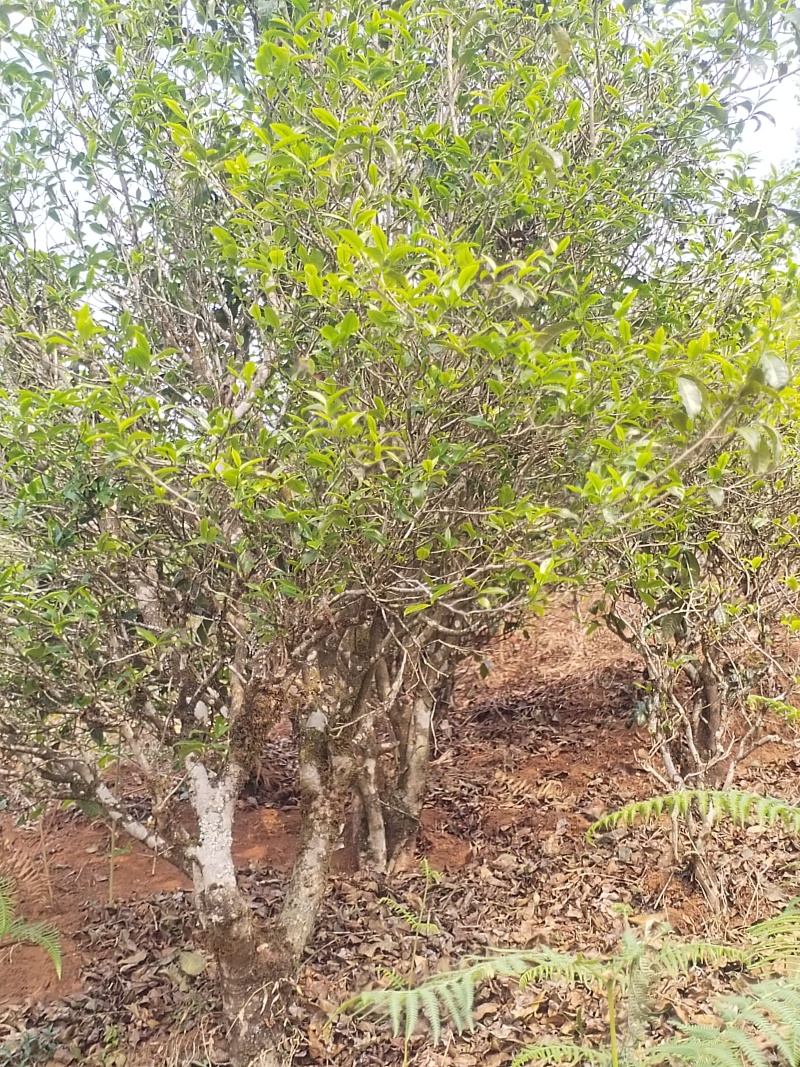 云南双江勐库大雪山古树普洱茶