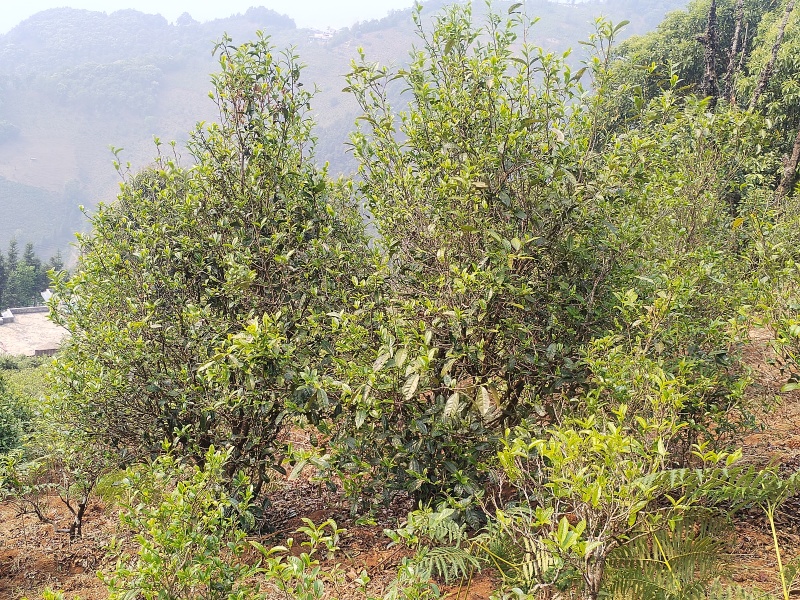 云南双江勐库大雪山古树普洱茶