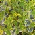 金边黄杨树苗绿植围墙庭院四季常青绿化工程树苗篱笆植物