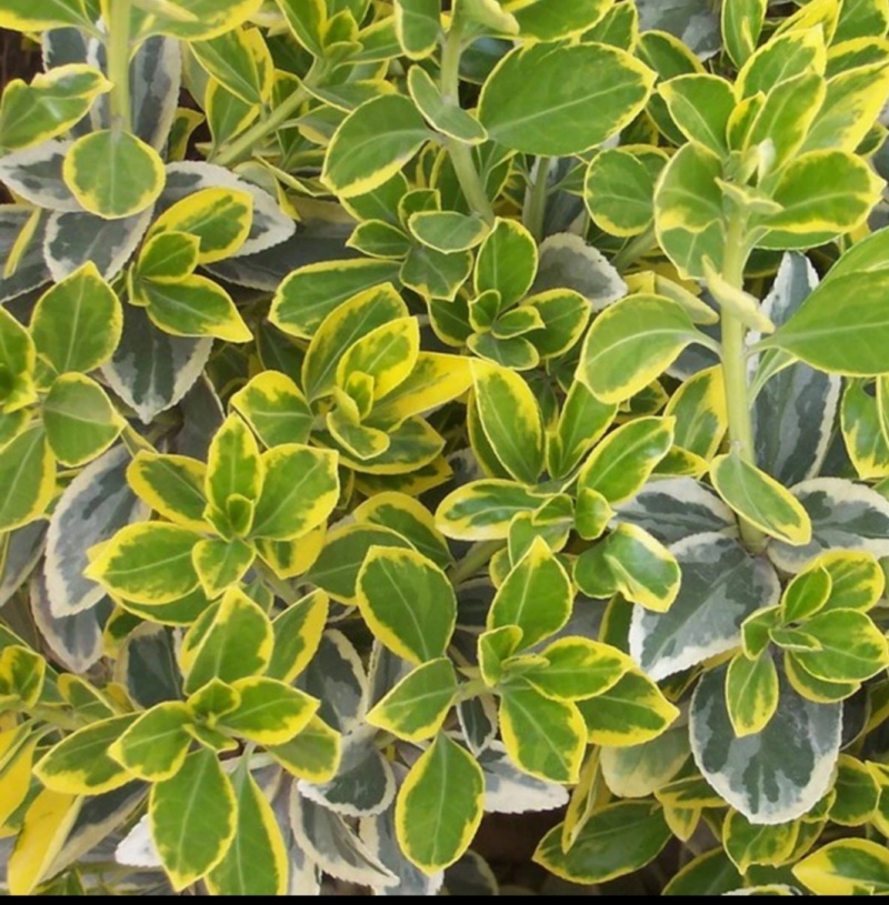金边黄杨树苗绿植围墙庭院四季常青绿化工程树苗篱笆植物