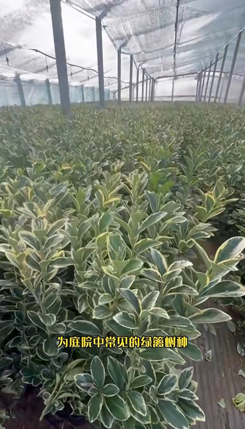 金边黄杨树苗绿植围墙庭院四季常青绿化工程树苗篱笆植物