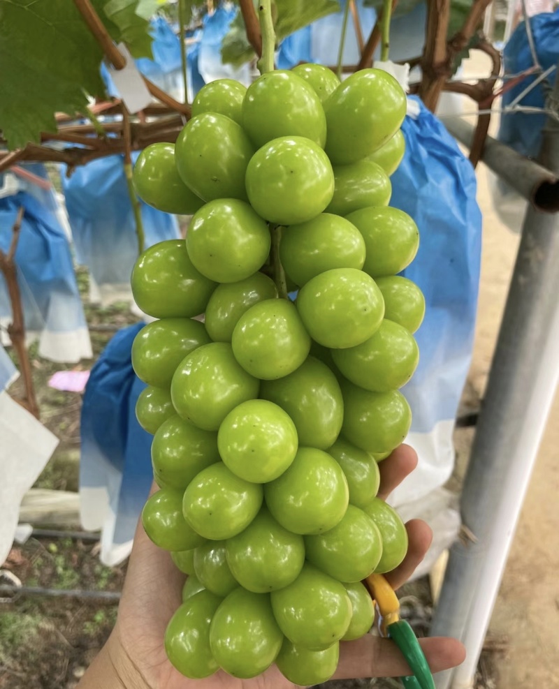 阳光玫瑰葡萄清脆甜口基地直发对接商超市场量大从