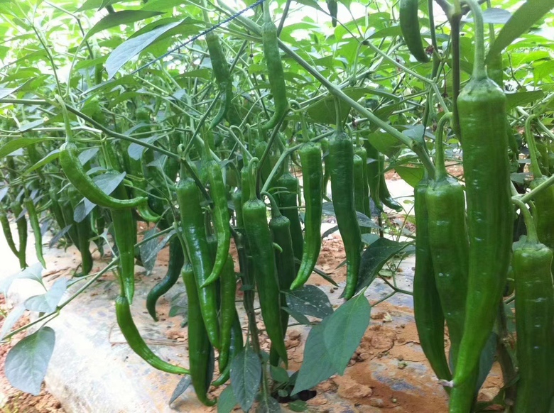 枣庄薄皮椒田间实景图