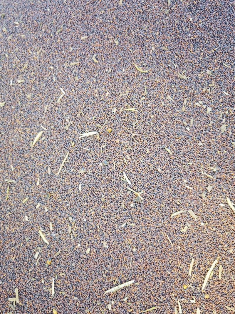 油菜籽